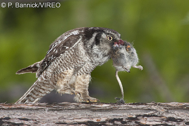 Northern Hawk Owl b53-6-003.jpg